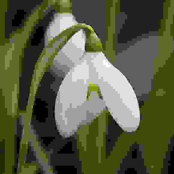 Snowdrops (Galanthus)